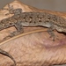 Lygodactylus angolensis - Photo (c) Alex Rebelo, algunos derechos reservados (CC BY-NC), subido por Alex Rebelo