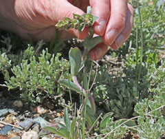 Penstemon cyathophorus