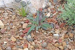 Penstemon cyathophorus