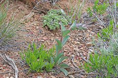 Penstemon cyathophorus