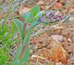 Penstemon cyathophorus