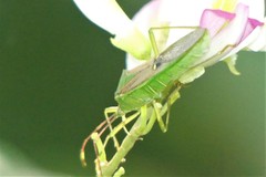 Homoeocerus bipunctatus