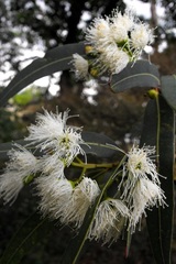 Eucalyptus curtisii