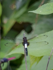 Pseudothemis zonata