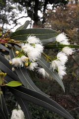 Eucalyptus curtisii
