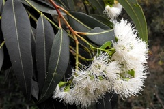 Eucalyptus curtisii