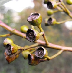Eucalyptus curtisii