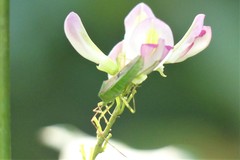 Homoeocerus bipunctatus