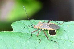 Chinadasynus orientalis