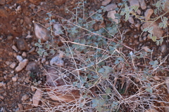 Dicoria canescens