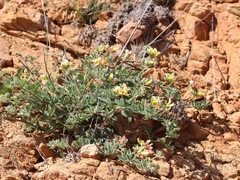 Acmispon grandiflorus grandiflorus
