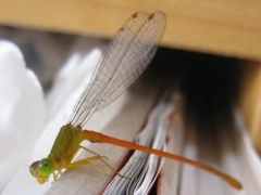 Ceriagrion auranticum