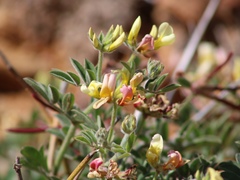 Acmispon grandiflorus grandiflorus