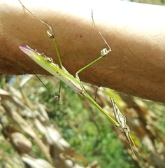 Hemiempusa