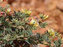 Acmispon grandiflorus grandiflorus