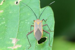 Chinadasynus orientalis