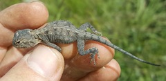Agama aculeata