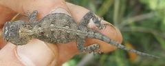 Agama aculeata
