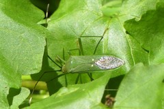 Homoeocerus graminis