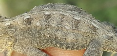 Agama aculeata