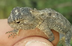 Agama aculeata