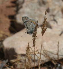 Polyommatus celina