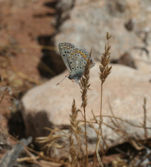 Polyommatus celina