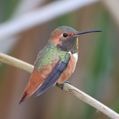 Allen's Hummingbird photo 3