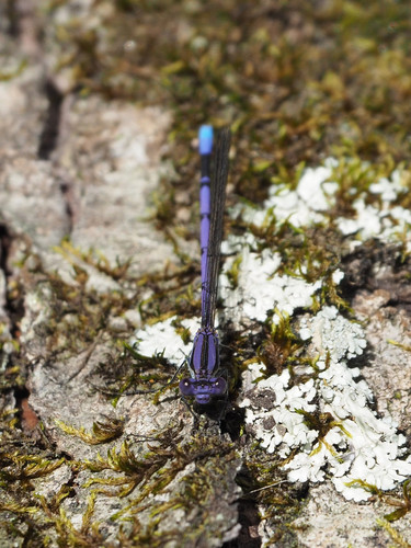 Variable Dancer (Argia fumipennis), a species recorded in Ohio