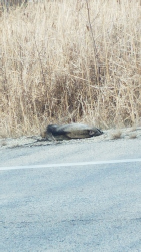 Common Raccoon photographed in Wisconsin
