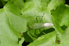 Homoeocerus graminis