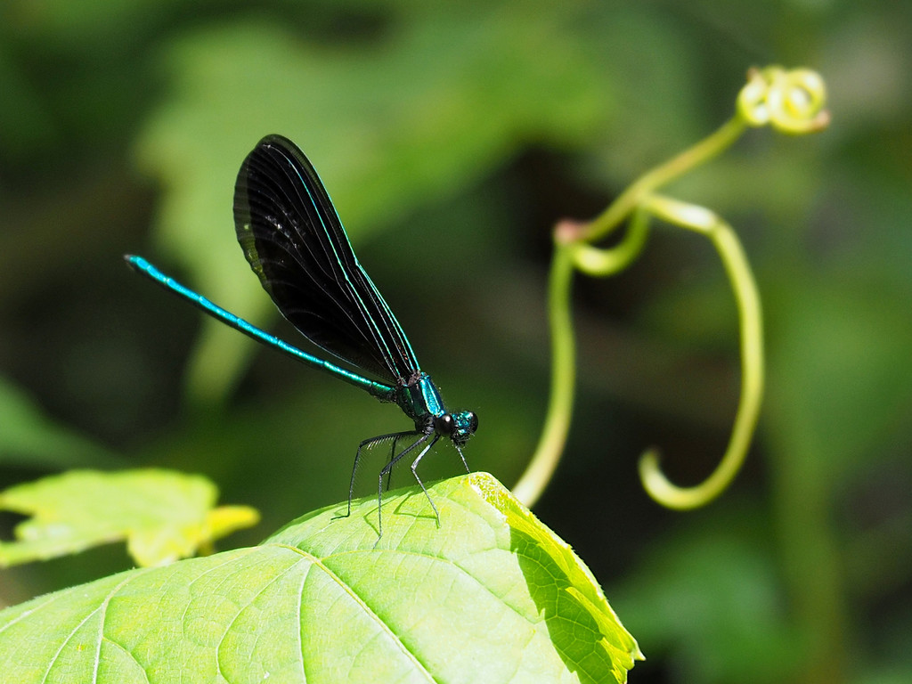 Ebony Jewelwing