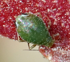 Coloradoa rufomaculata