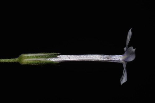 Image of Ipomopsis laxiflora by (c) Brian Finzel, some rights reserved (CC BY-SA)