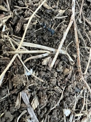 Dimorphomutilla suavissima