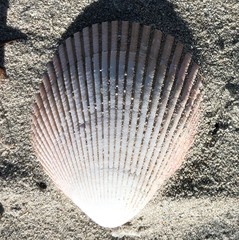 Acrosterigma cygnorum