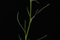 Ipomopsis laxiflora