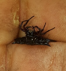 Gasteracantha curvispina