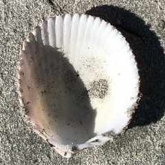 Acrosterigma cygnorum