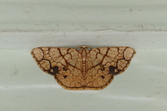 Heterostegane subtessellata