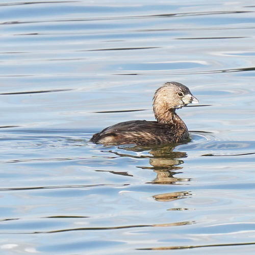 Zampullín picogrueso (Podilymbus podiceps)