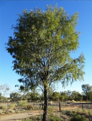 Acacia estrophiolata