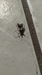 Castolus plagiaticollis