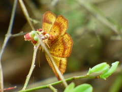 Metarranthis obfirmaria