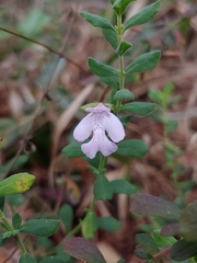 Clinopodium dentatum