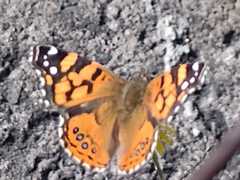 Vanessa annabella
