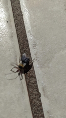 Castolus plagiaticollis