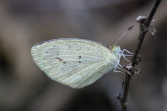 Eurema daira eugenia