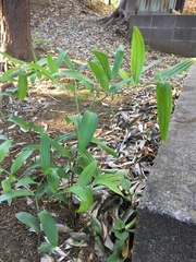 Disporum sessile