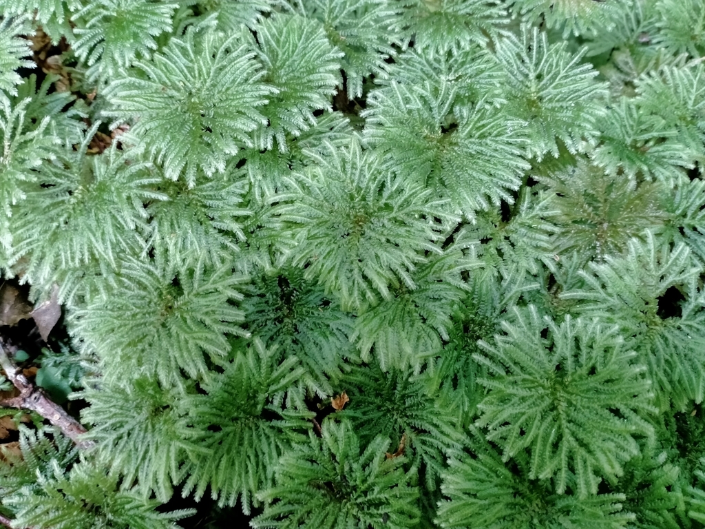 Canalohypopterygium tamariscinum